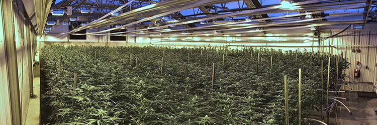 Project of the Month: M.C. Andrews Co. provides design/build services for a 30,000 s/f cannabis grow facility and support structures
